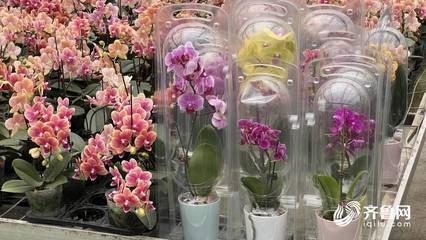 “花骨朵”成長(zhǎng)為“大產(chǎn)業(yè)” 青州年花卉交易額過百億