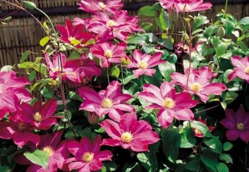 新手養(yǎng)花選它！花中精品輕松爬滿墻，花朵大又美，還能當(dāng)蔬菜吃